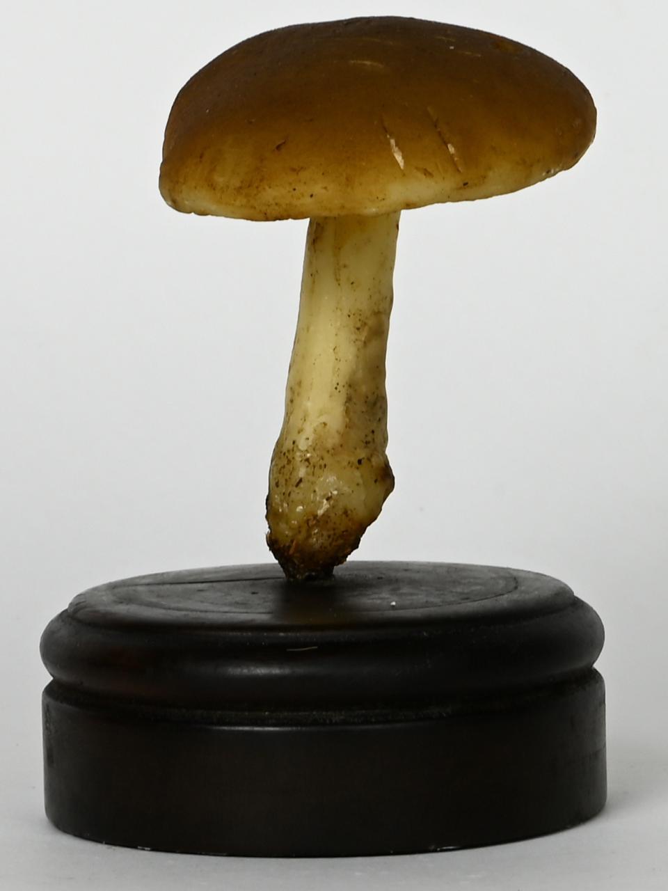 Modello di Maestri, Angelo - produzione ceroplastica ottocentesca (sec. XIX)