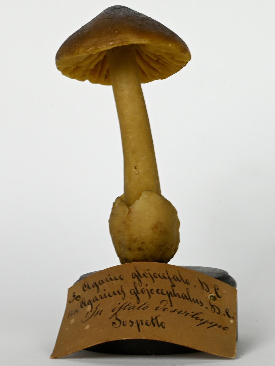 Modello di Maestri, Angelo - produzione ceroplastica ottocentesca (sec. XIX)