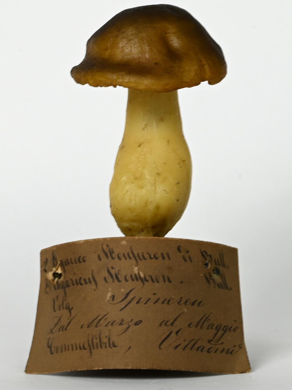 Modello di Maestri, Angelo - produzione ceroplastica ottocentesca (sec. XIX)