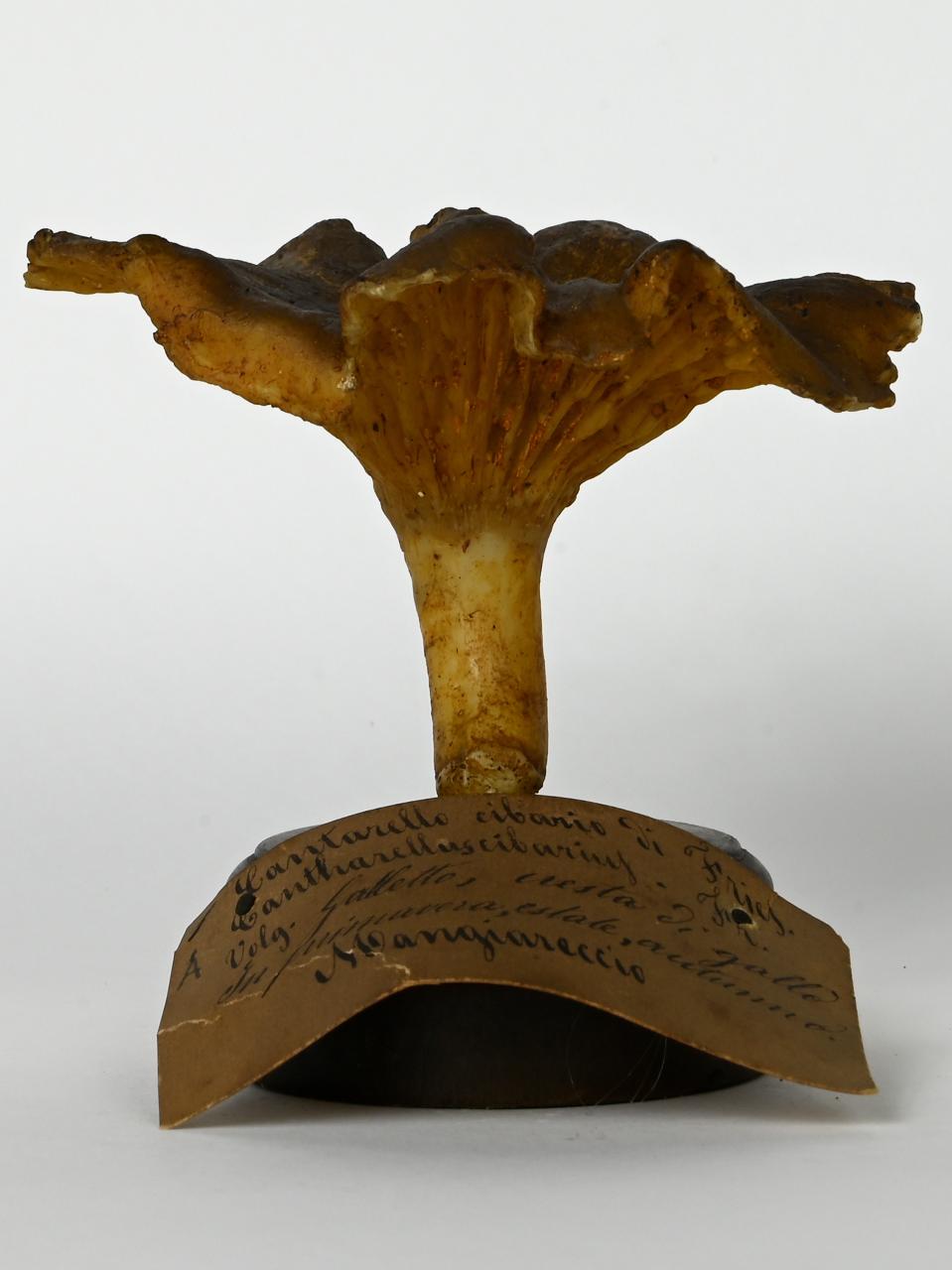 Modello di Maestri, Angelo - produzione ceroplastica ottocentesca (sec. XIX)