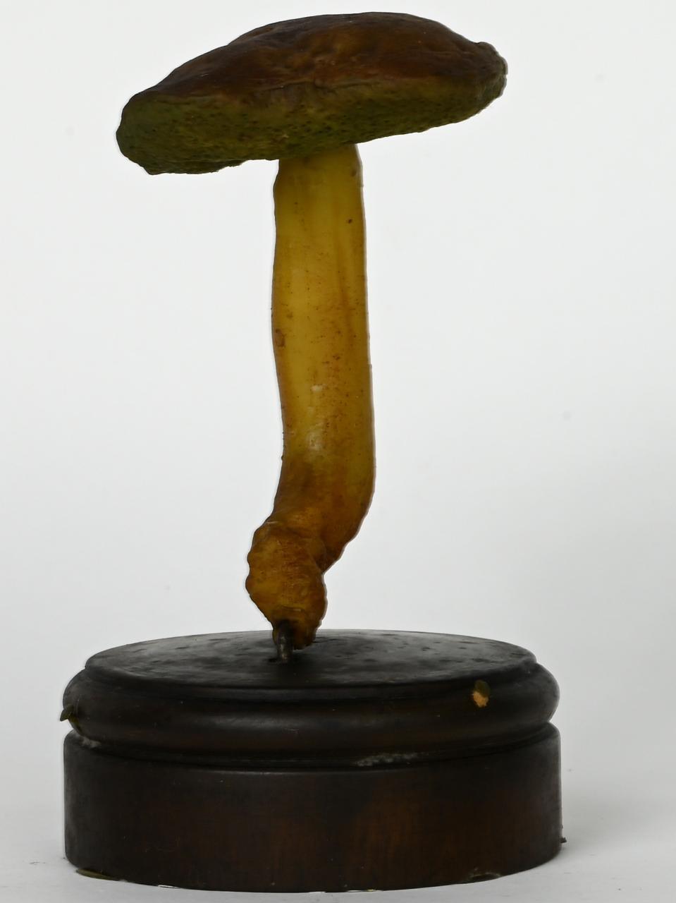 Modello di Maestri, Angelo - produzione ceroplastica ottocentesca (sec. XIX)