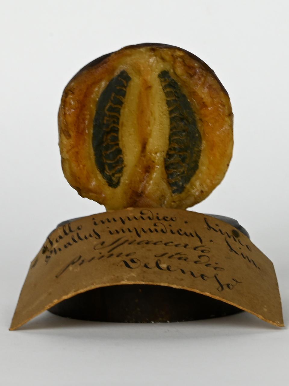 Modello di Maestri, Angelo - produzione ceroplastica ottocentesca (sec. XIX)