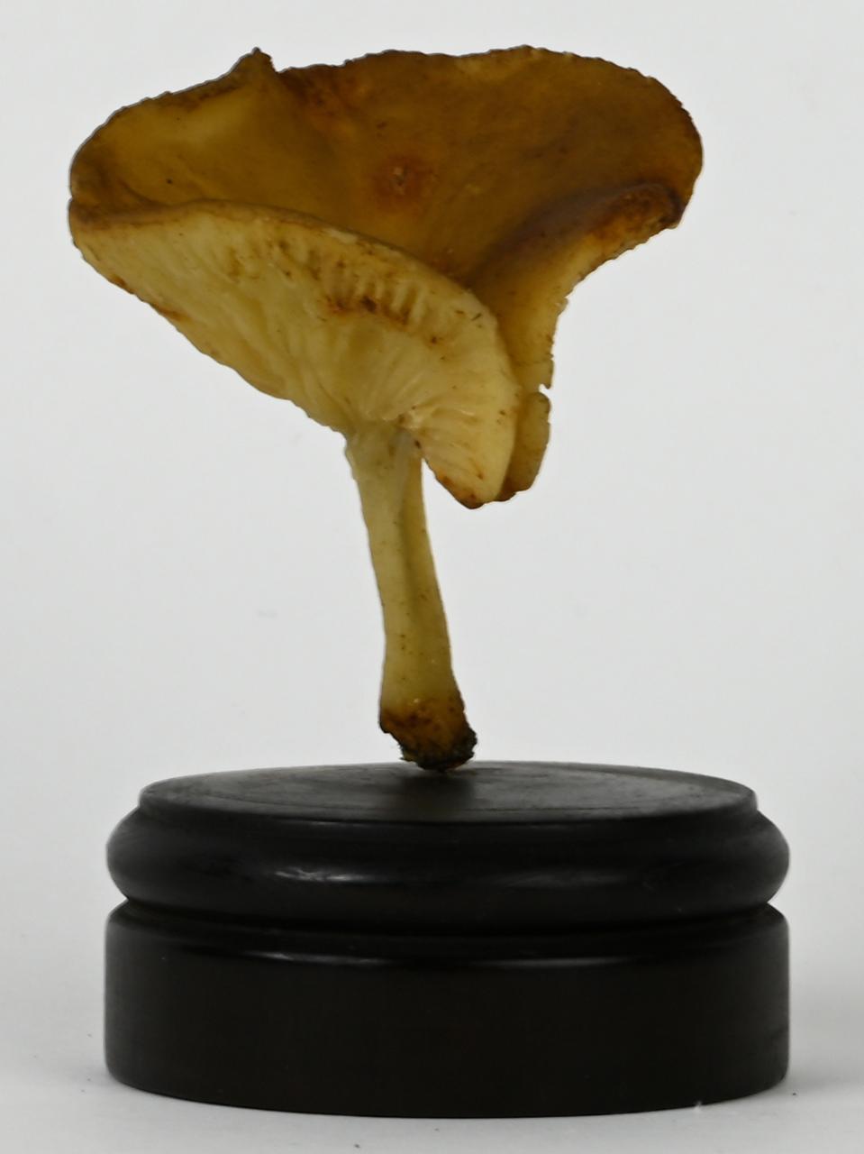 Modello di Maestri, Angelo - produzione ceroplastica ottocentesca (sec. XIX)
