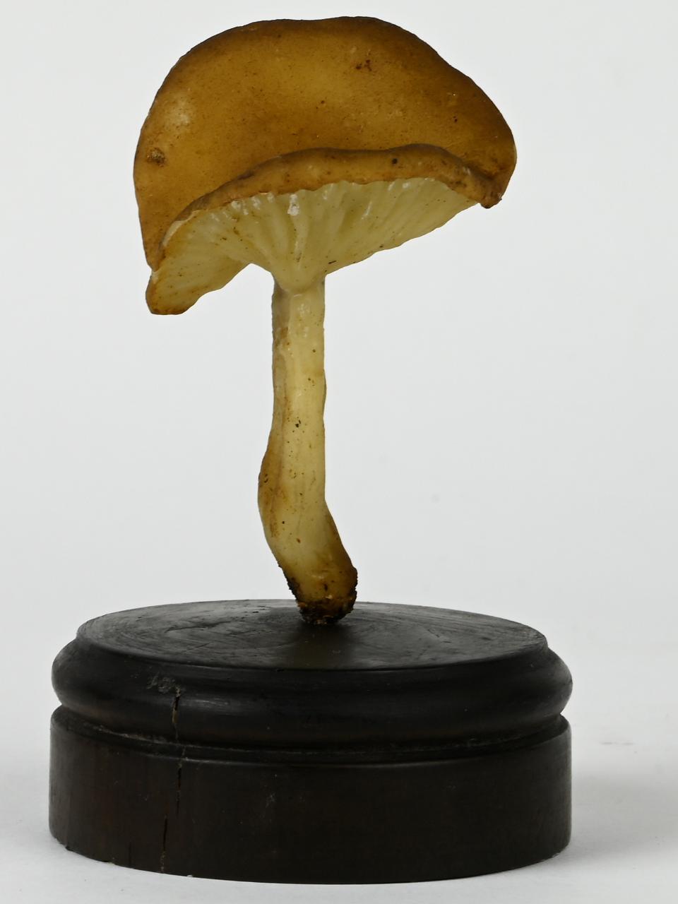 Modello di Maestri, Angelo - produzione ceroplastica ottocentesca (sec. XIX)