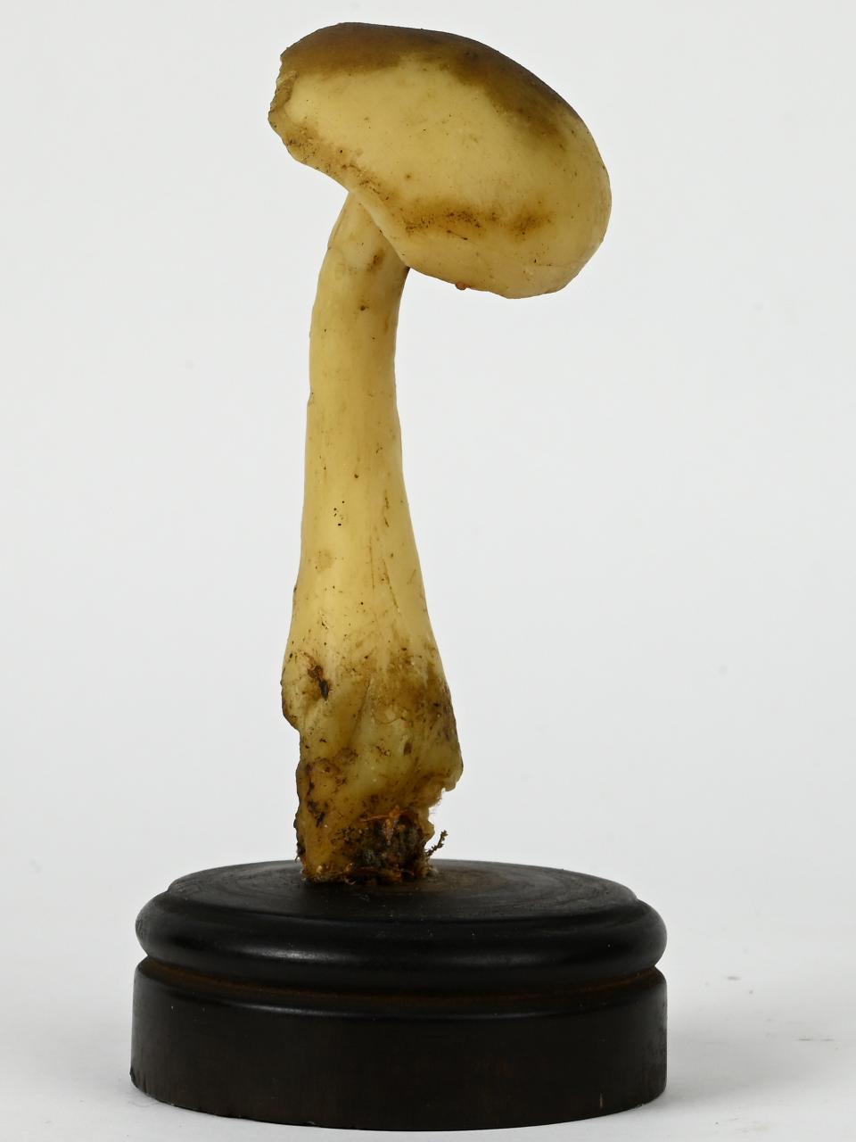 Modello di Maestri, Angelo - produzione ceroplastica ottocentesca (sec. XIX)