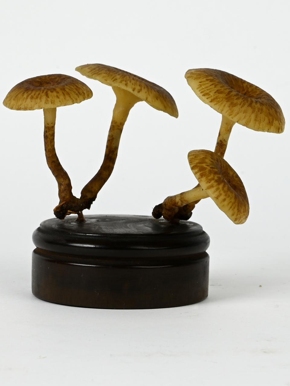 Modello di Maestri, Angelo - produzione ceroplastica ottocentesca (sec. XIX)