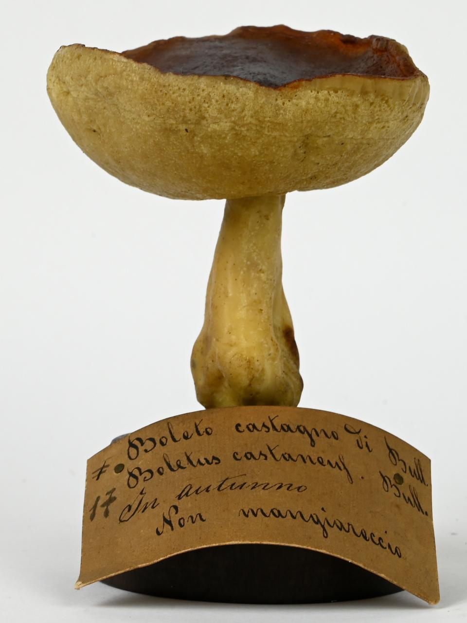 Modello di Maestri, Angelo - produzione ceroplastica ottocentesca (sec. XIX)