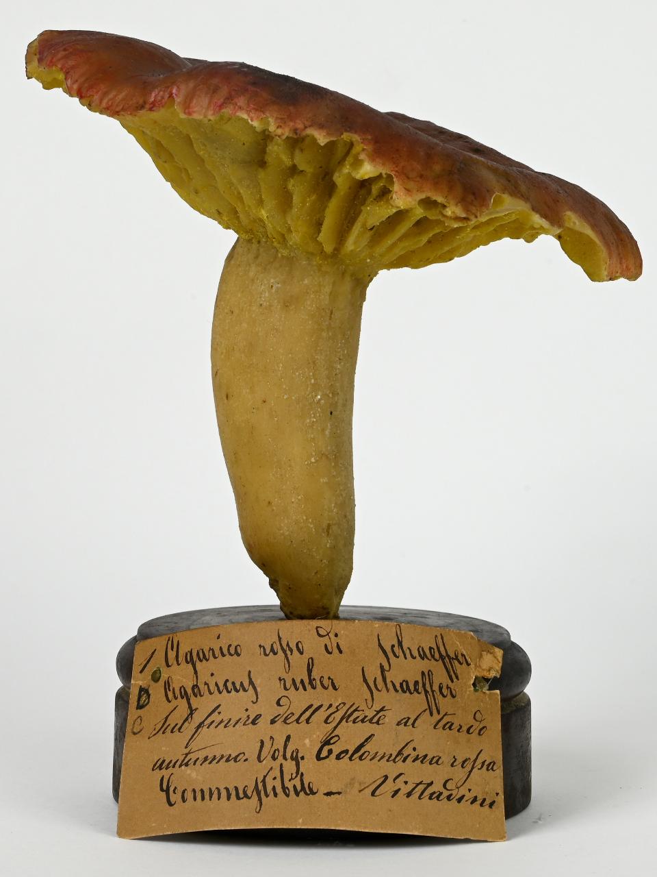 Modello di Maestri, Angelo - produzione ceroplastica ottocentesca (sec. XIX)