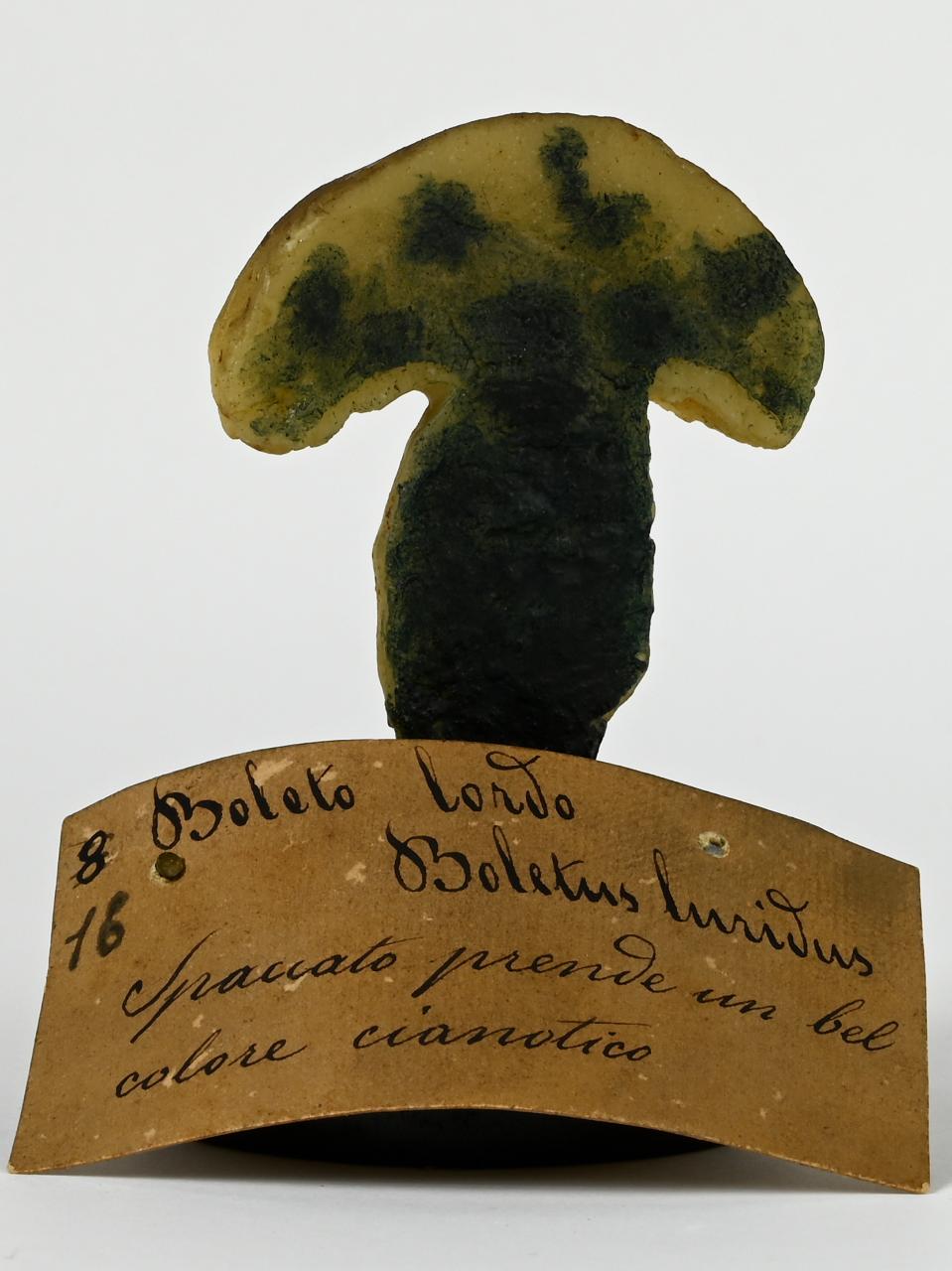 Modello di Maestri, Angelo - produzione ceroplastica ottocentesca (sec. XIX)