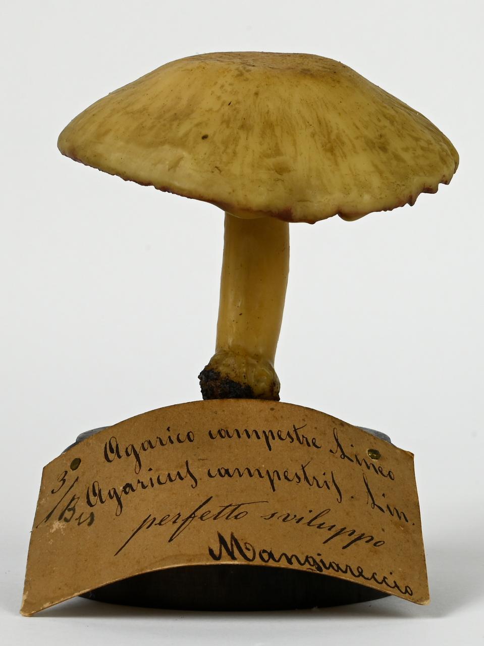 Modello di Maestri, Angelo - produzione ceroplastica ottocentesca (sec. XIX)