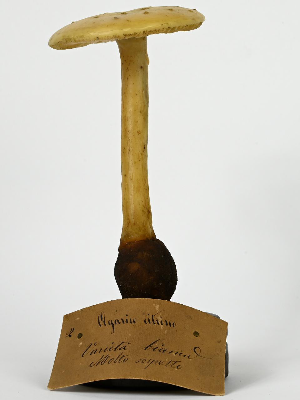 Modello di Maestri, Angelo - produzione ceroplastica ottocentesca (sec. XIX)