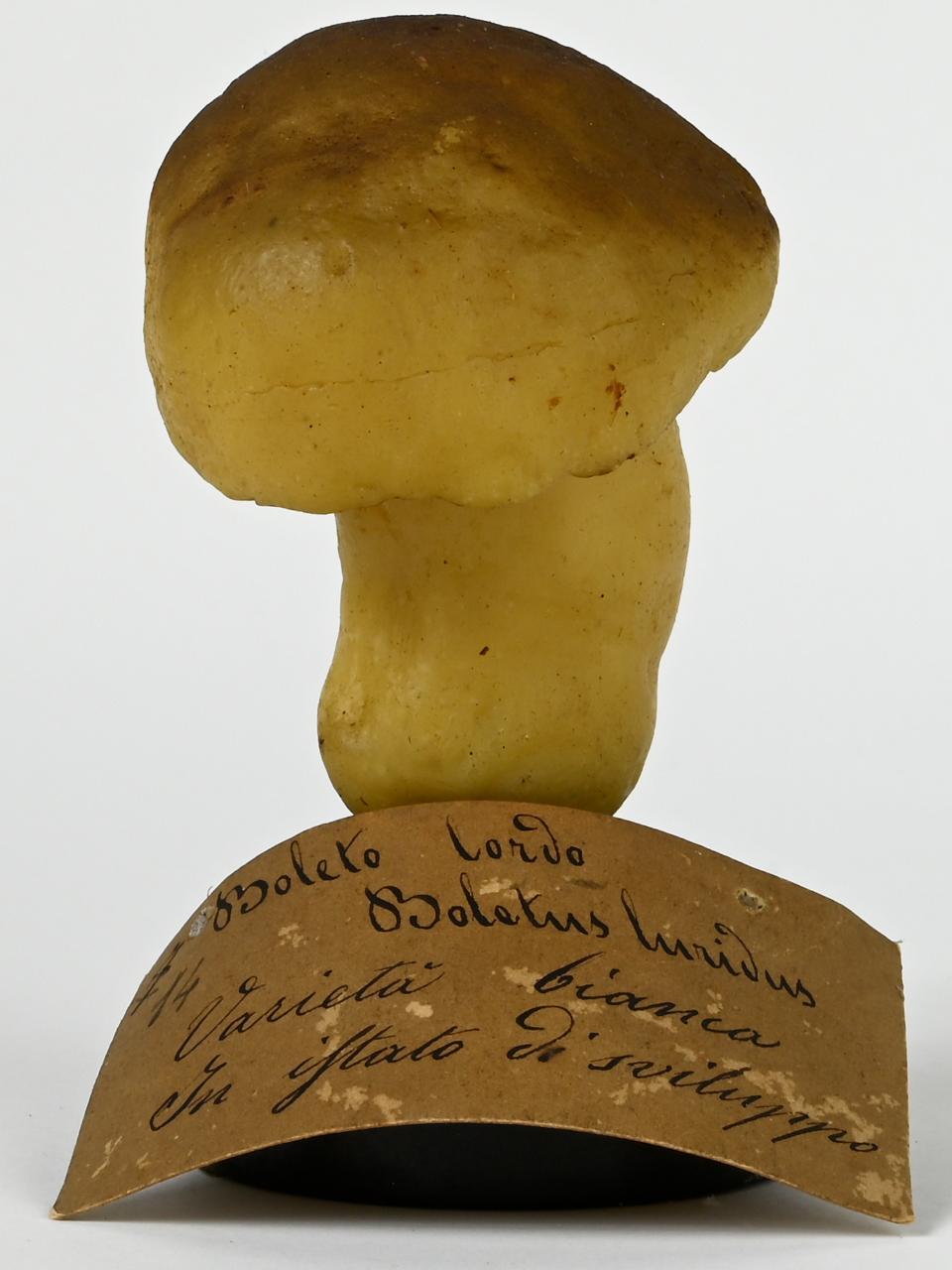 Modello di Maestri, Angelo - produzione ceroplastica ottocentesca (sec. XIX)
