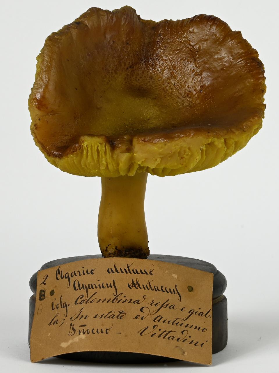 Modello di Maestri, Angelo - produzione ceroplastica ottocentesca (sec. XIX)