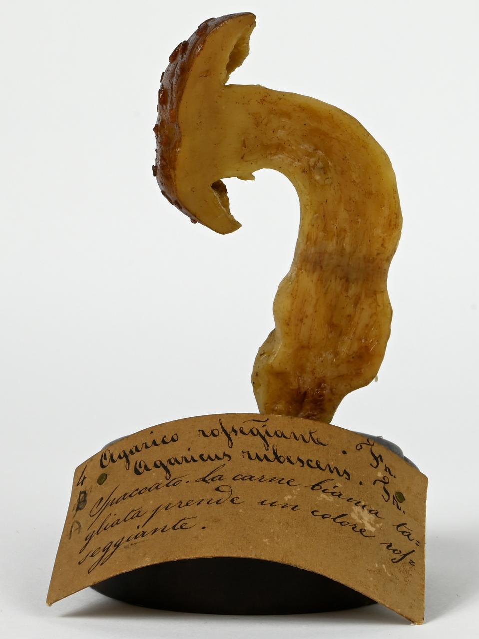 Modello di Maestri, Angelo - produzione ceroplastica ottocentesca (sec. XIX)