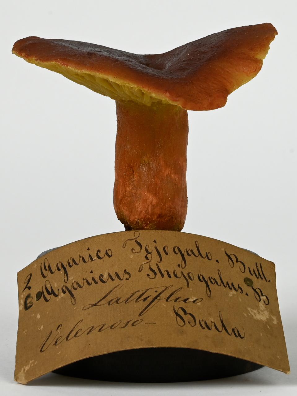 Modello di Maestri, Angelo - produzione ceroplastica ottocentesca (sec. XIX)