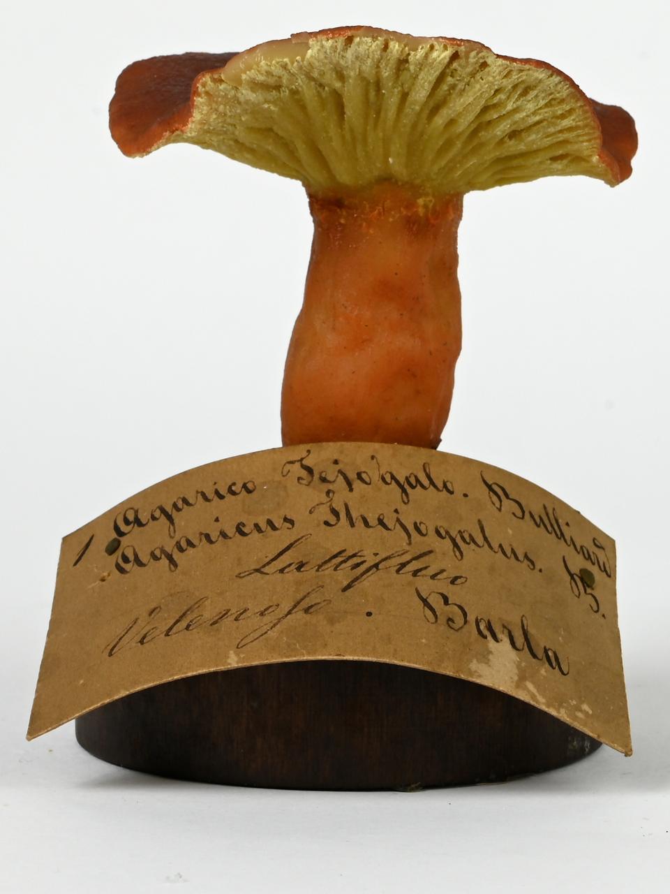 Modello di Maestri, Angelo - produzione ceroplastica ottocentesca (sec. XIX)