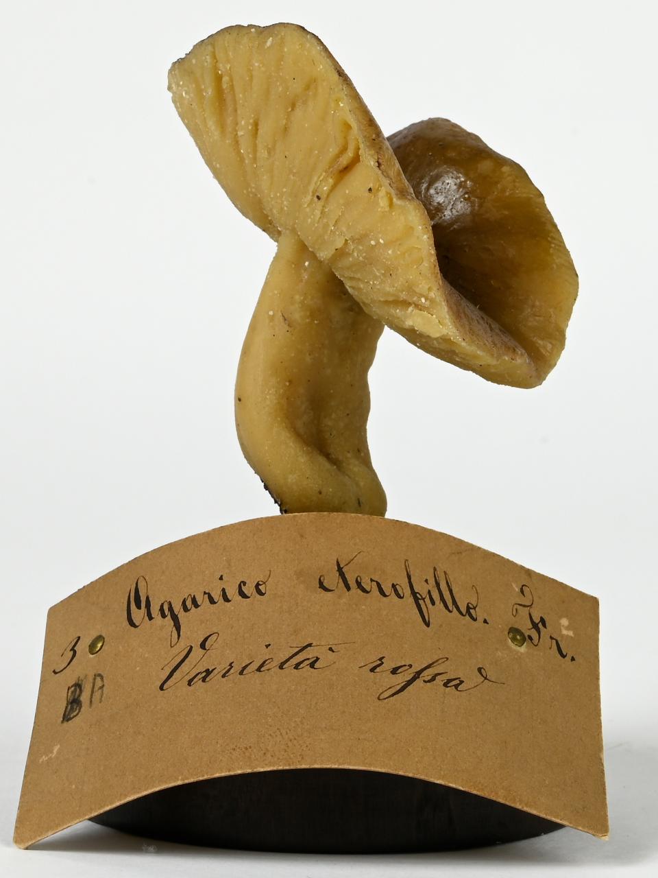 Modello di Maestri, Angelo - produzione ceroplastica ottocentesca (sec. XIX)