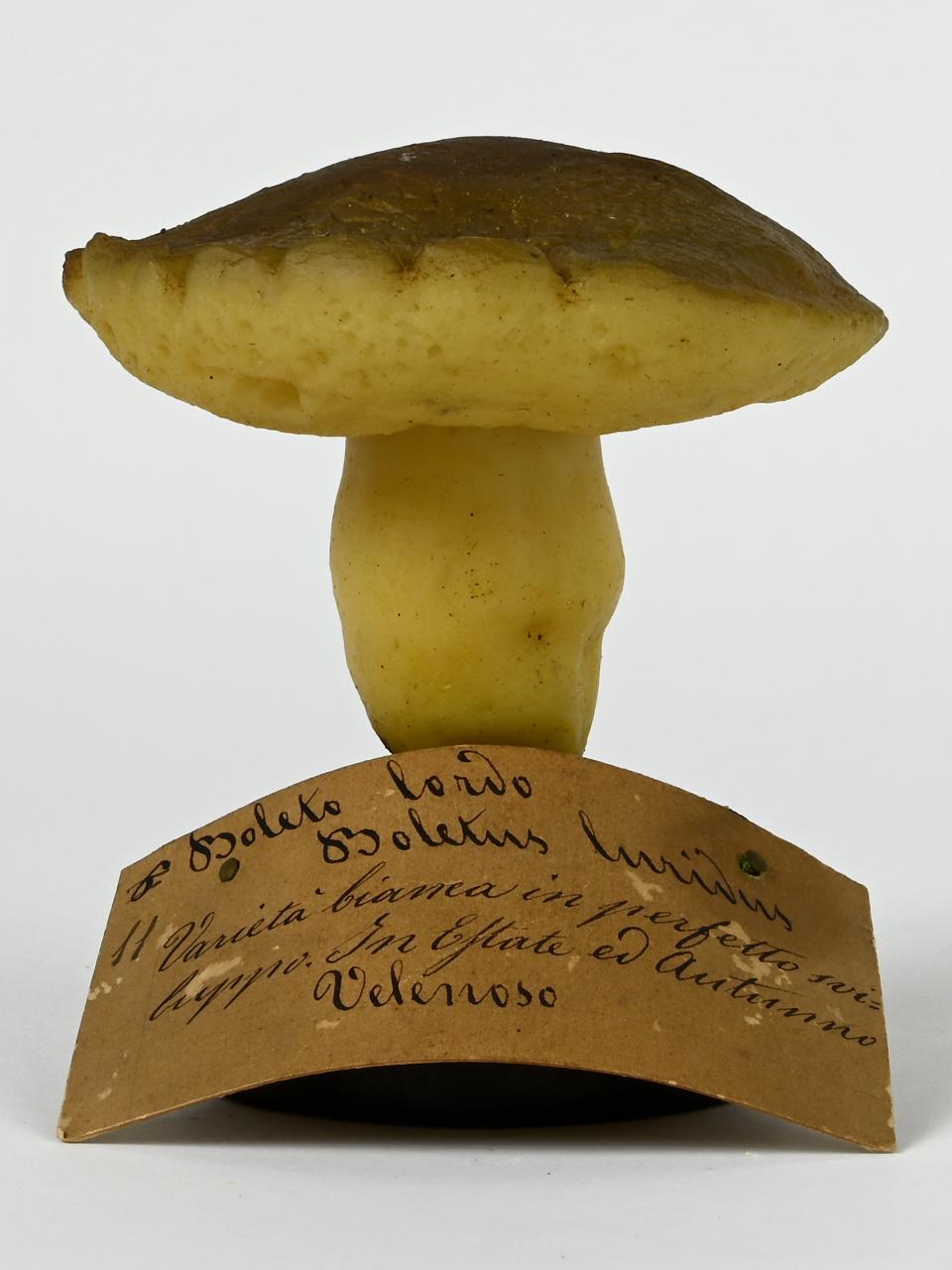 Modello di Maestri, Angelo - produzione ceroplastica ottocentesca (sec. XIX)