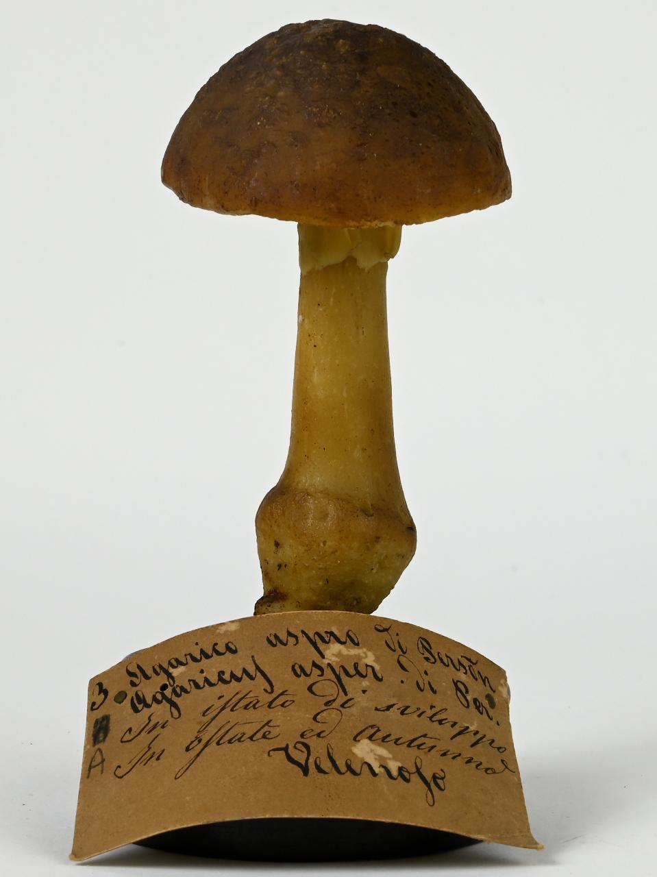 Modello di Maestri, Angelo - produzione ceroplastica ottocentesca (sec. XIX)