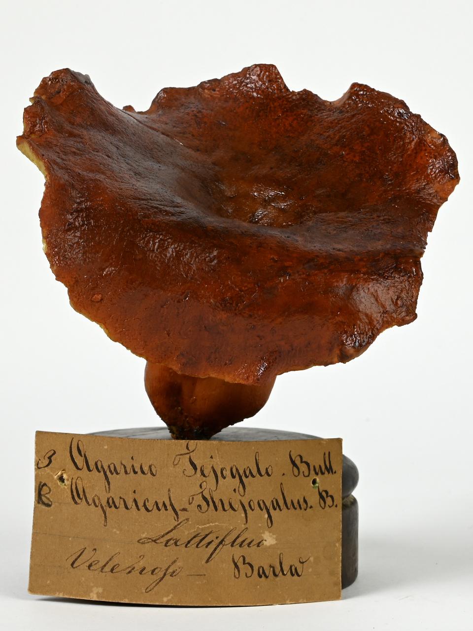Modello di Maestri, Angelo - produzione ceroplastica ottocentesca (sec. XIX)