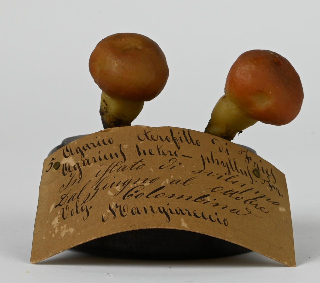 Modello di Maestri, Angelo - produzione ceroplastica ottocentesca (sec. XIX)