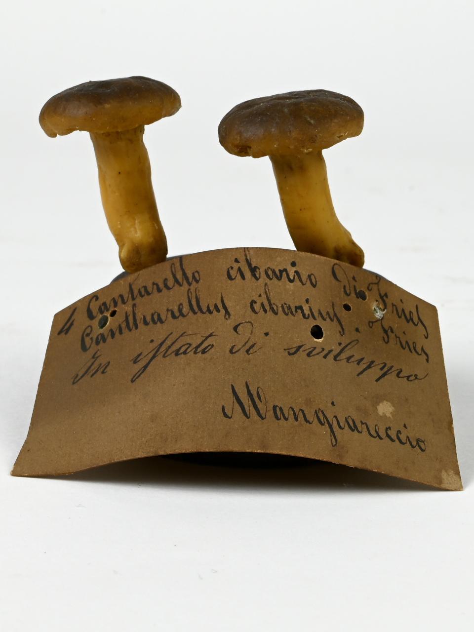 Modello di Maestri, Angelo - produzione ceroplastica ottocentesca (sec. XIX)