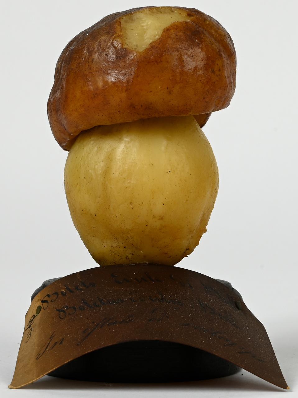 Modello di Maestri, Angelo - produzione ceroplastica ottocentesca (sec. XIX)