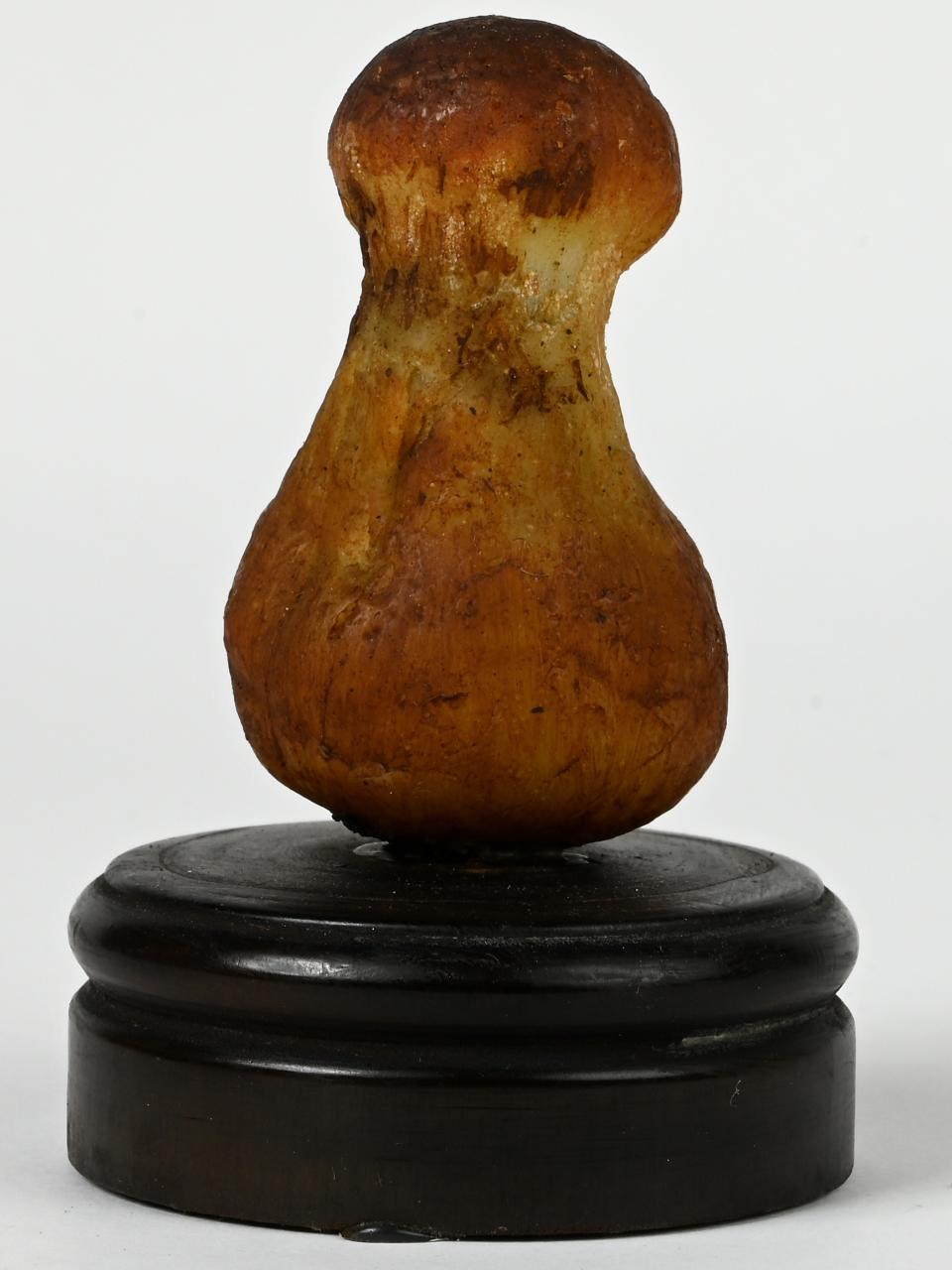 Modello di Maestri, Angelo - produzione ceroplastica ottocentesca (sec. XIX)