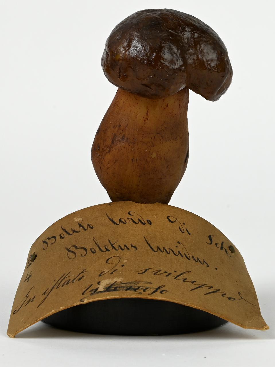 Modello di Maestri, Angelo - produzione ceroplastica ottocentesca (sec. XIX)