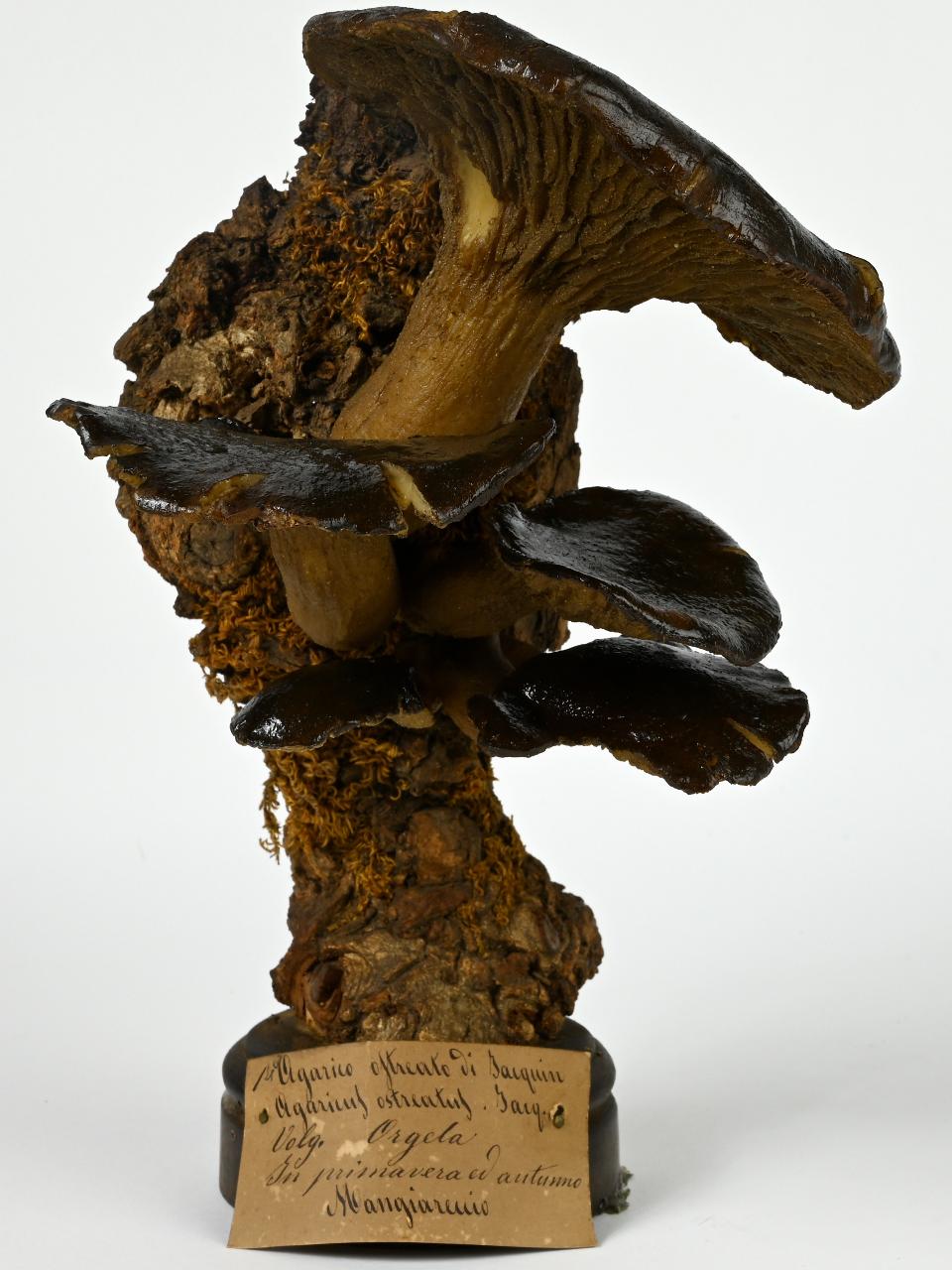 Modello di Maestri, Angelo - produzione ceroplastica ottocentesca (sec. XIX)