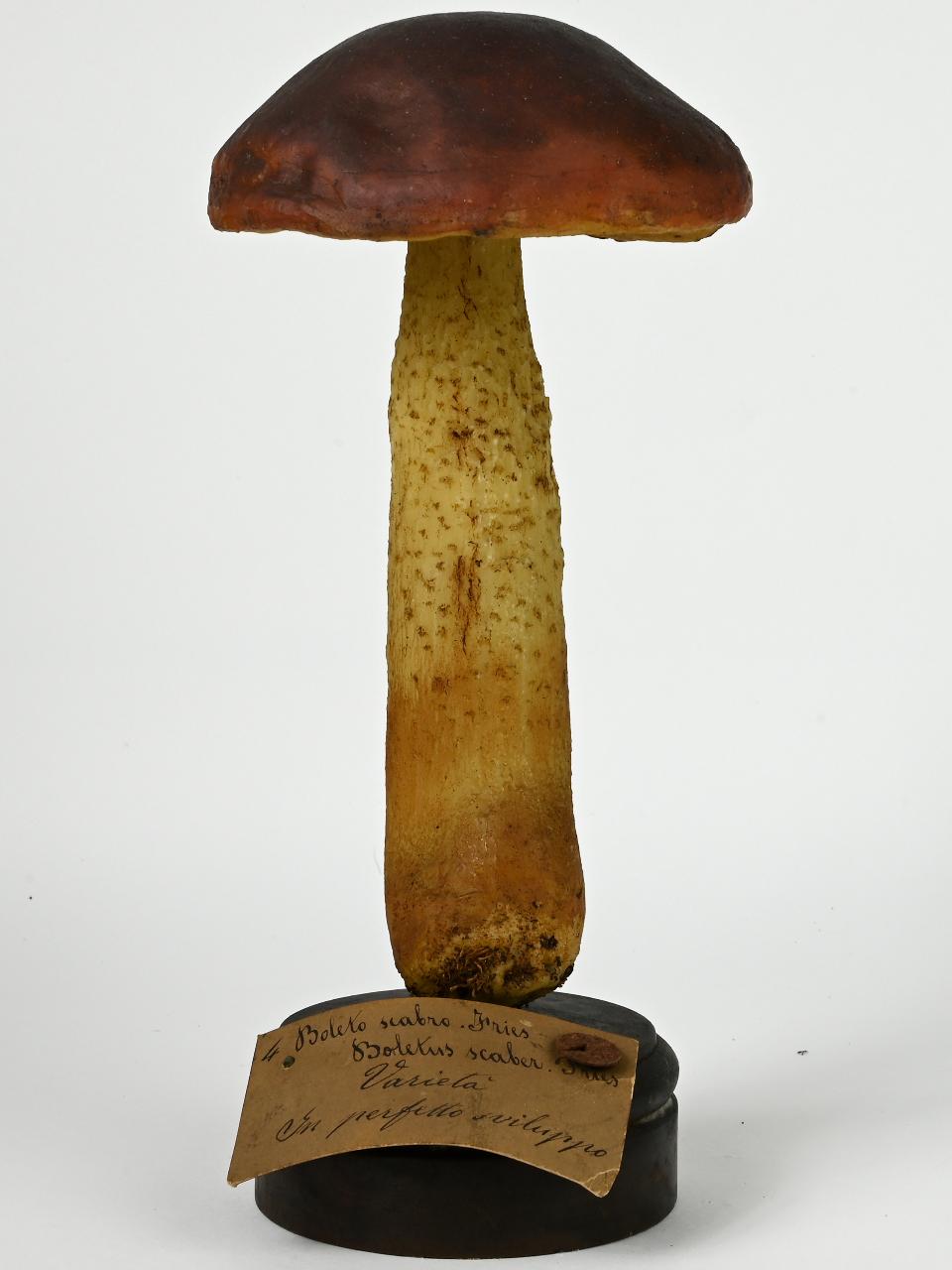 Modello di Maestri, Angelo - produzione ceroplastica ottocentesca (sec. XIX)