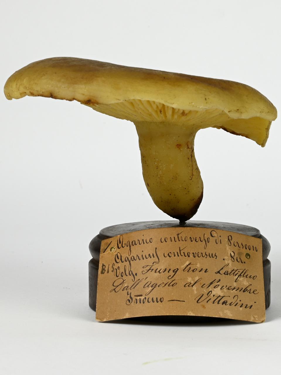 Modello di Maestri, Angelo - produzione ceroplastica ottocentesca (sec. XIX)