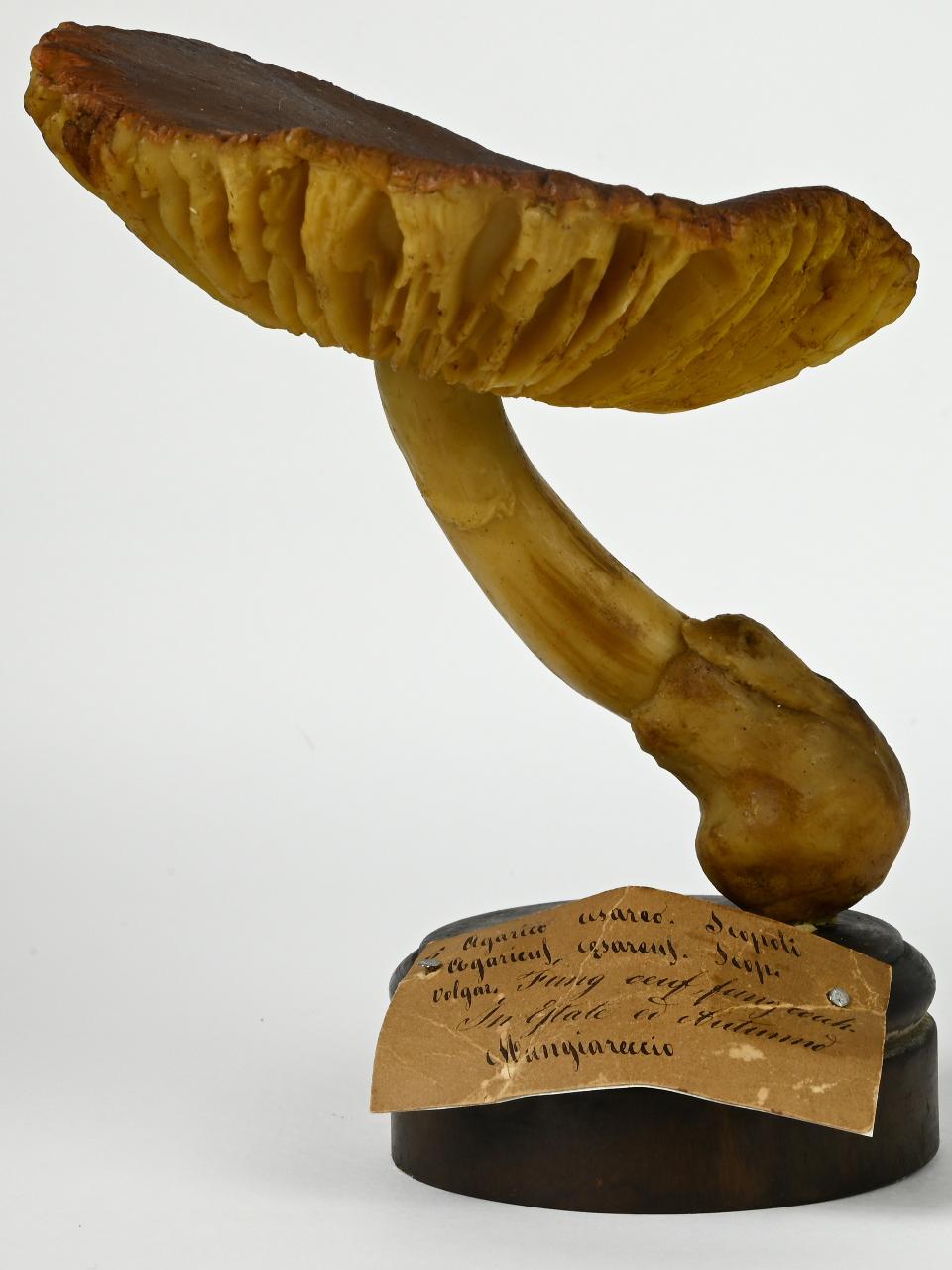 Modello di Maestri, Angelo - produzione ceroplastica ottocentesca (sec. XIX)