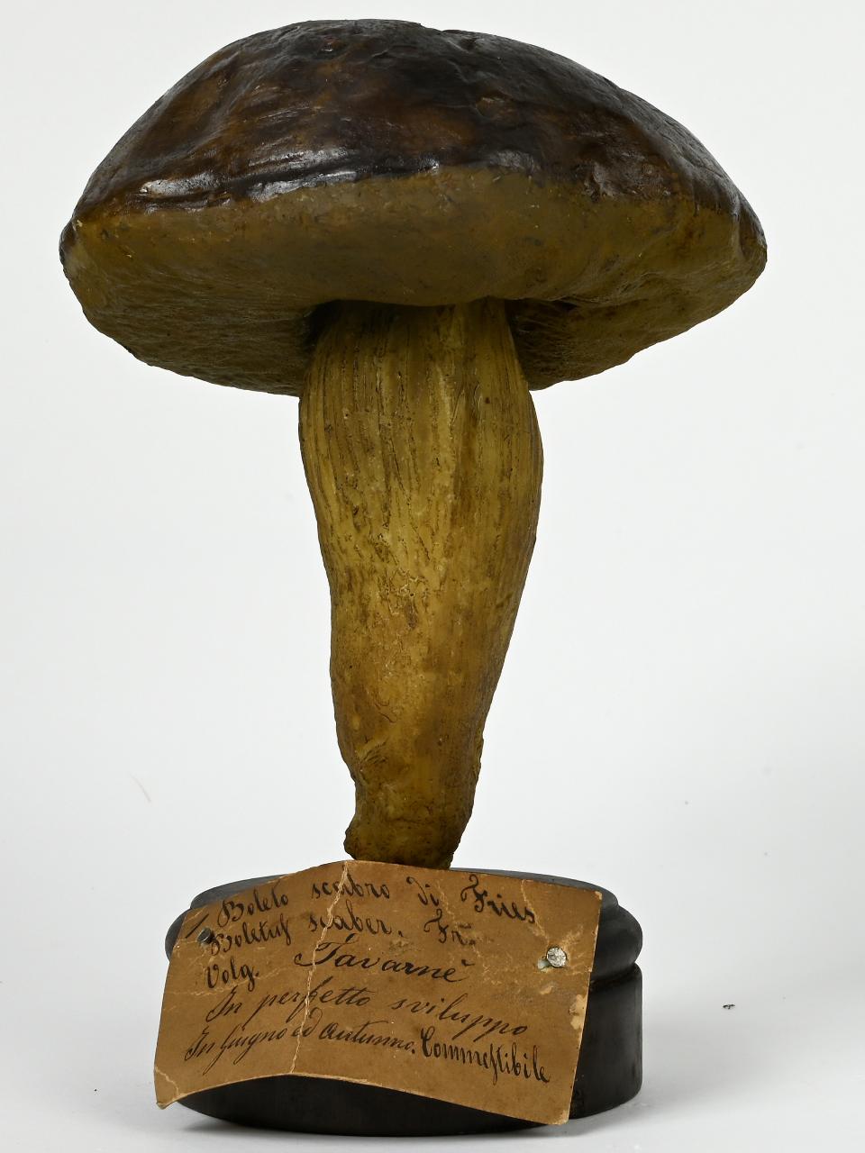 Modello di Maestri, Angelo - produzione ceroplastica ottocentesca (sec. XIX)