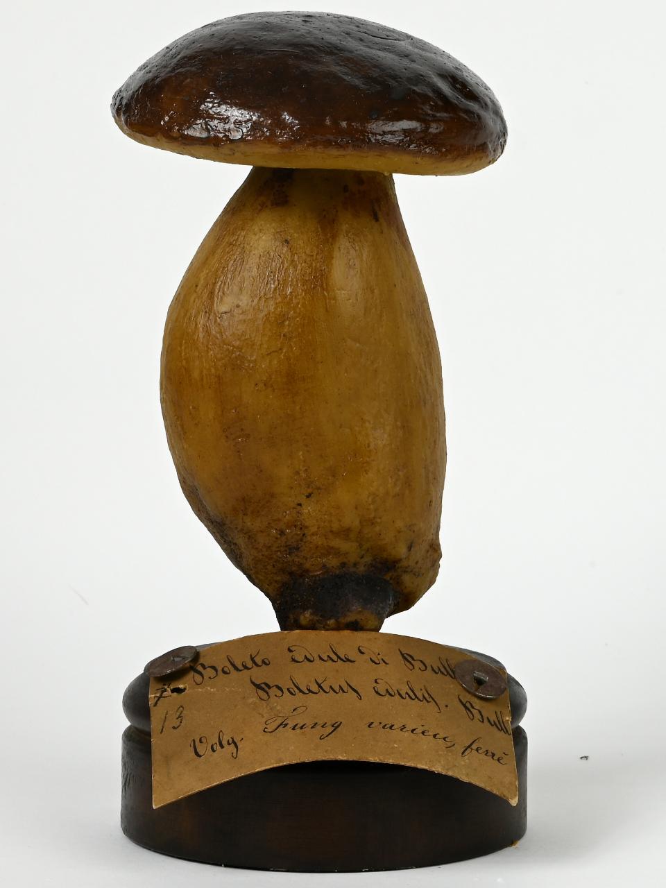 Modello di Maestri, Angelo - produzione ceroplastica ottocentesca (sec. XIX)