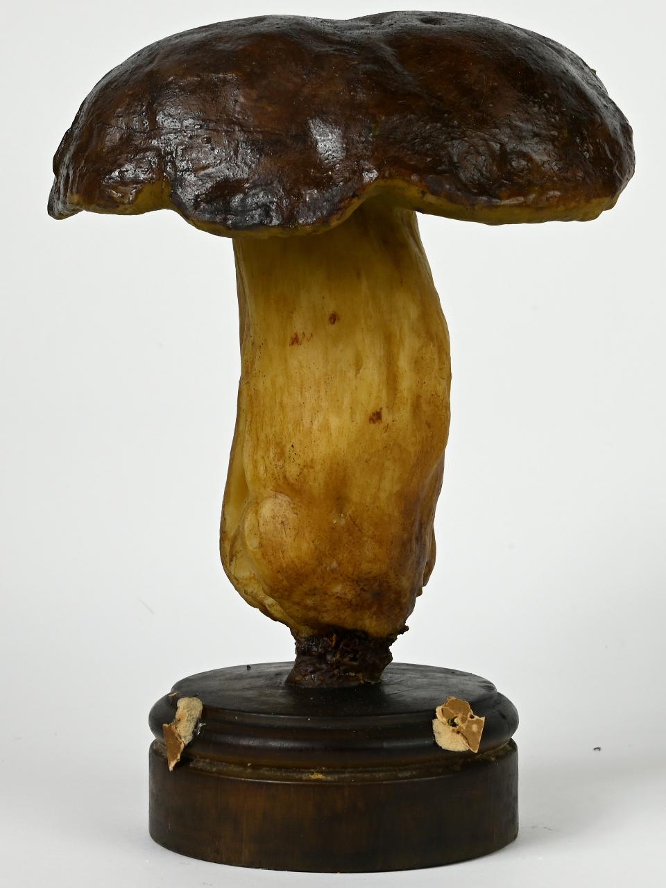 Modello di Maestri, Angelo - produzione ceroplastica ottocentesca (sec. XIX)