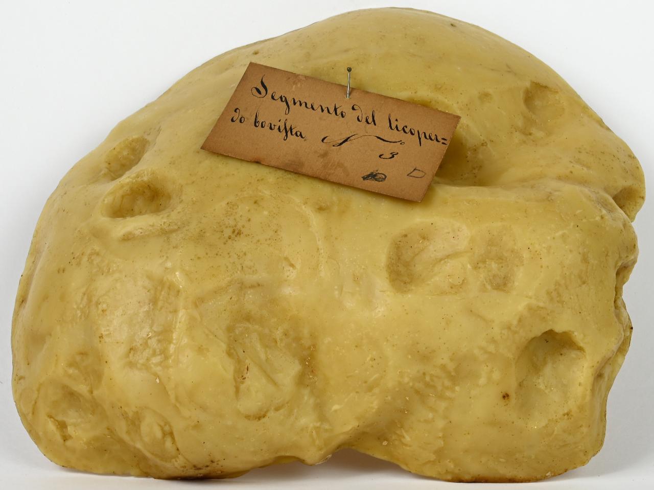 Modello di Maestri, Angelo - produzione ceroplastica ottocentesca (sec. XIX)