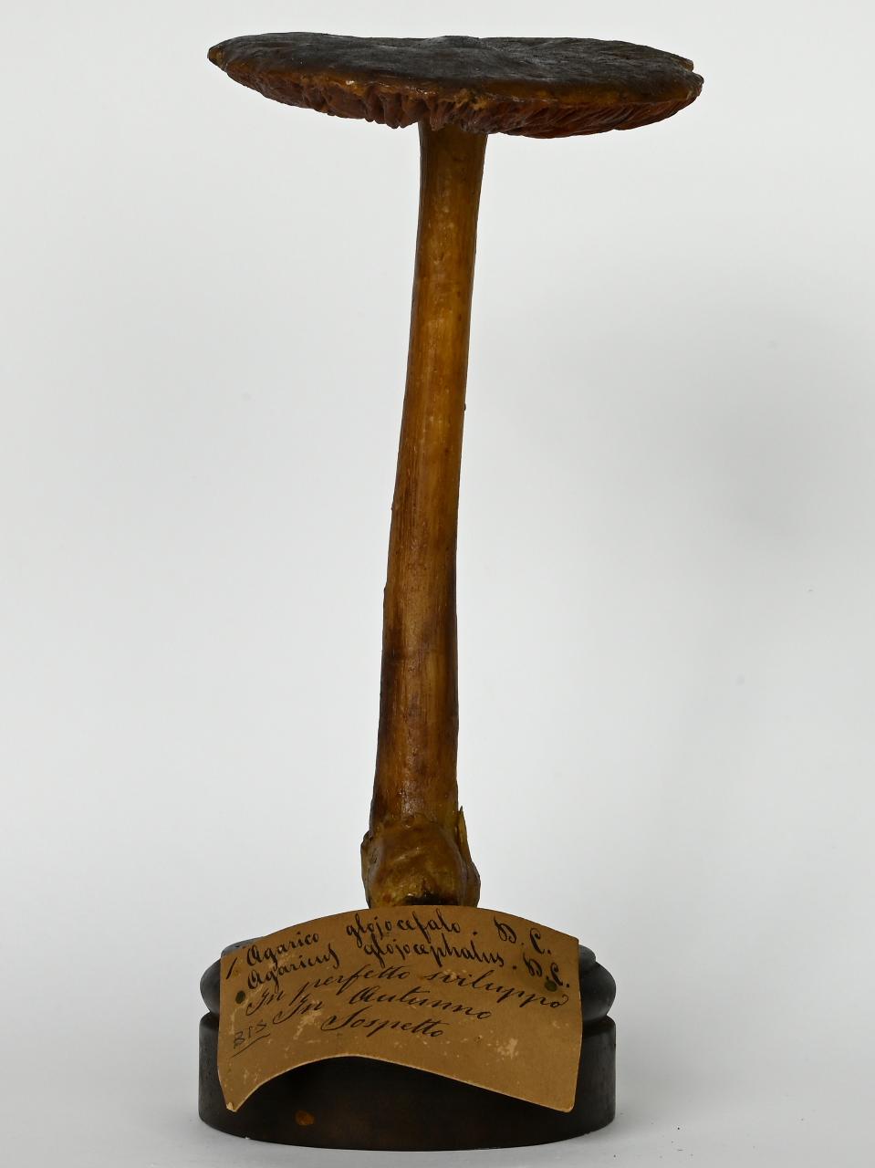 Modello di Maestri, Angelo - produzione ceroplastica ottocentesca (sec. XIX)