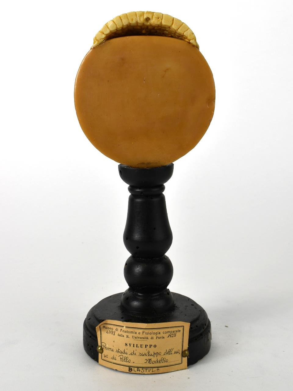 Modello di Maestri, Angelo - produzione ceroplastica ottocentesca (sec. XIX)