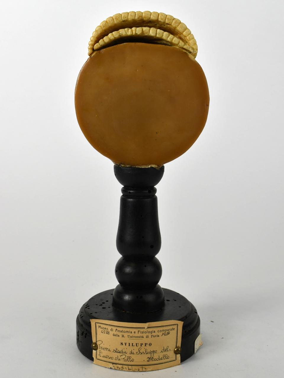 Modello di Maestri, Angelo - produzione ceroplastica ottocentesca (sec. XIX)