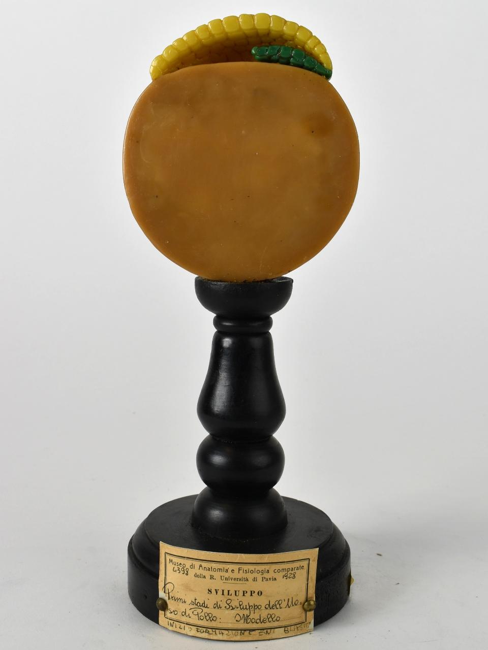 Modello di Maestri, Angelo - produzione ceroplastica ottocentesca (sec. XIX)