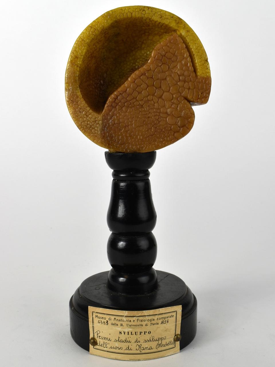 Modello di Maestri, Achille - produzione ceroplastica ottocentesca-novecentesca (secc. XIX/ XX)