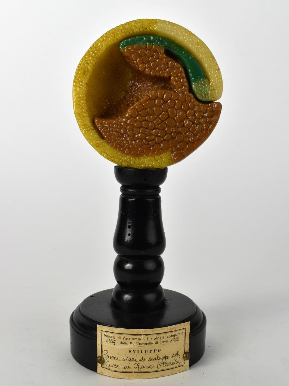 Modello di Maestri, Achille - produzione ceroplastica ottocentesca-novecentesca (secc. XIX/ XX)