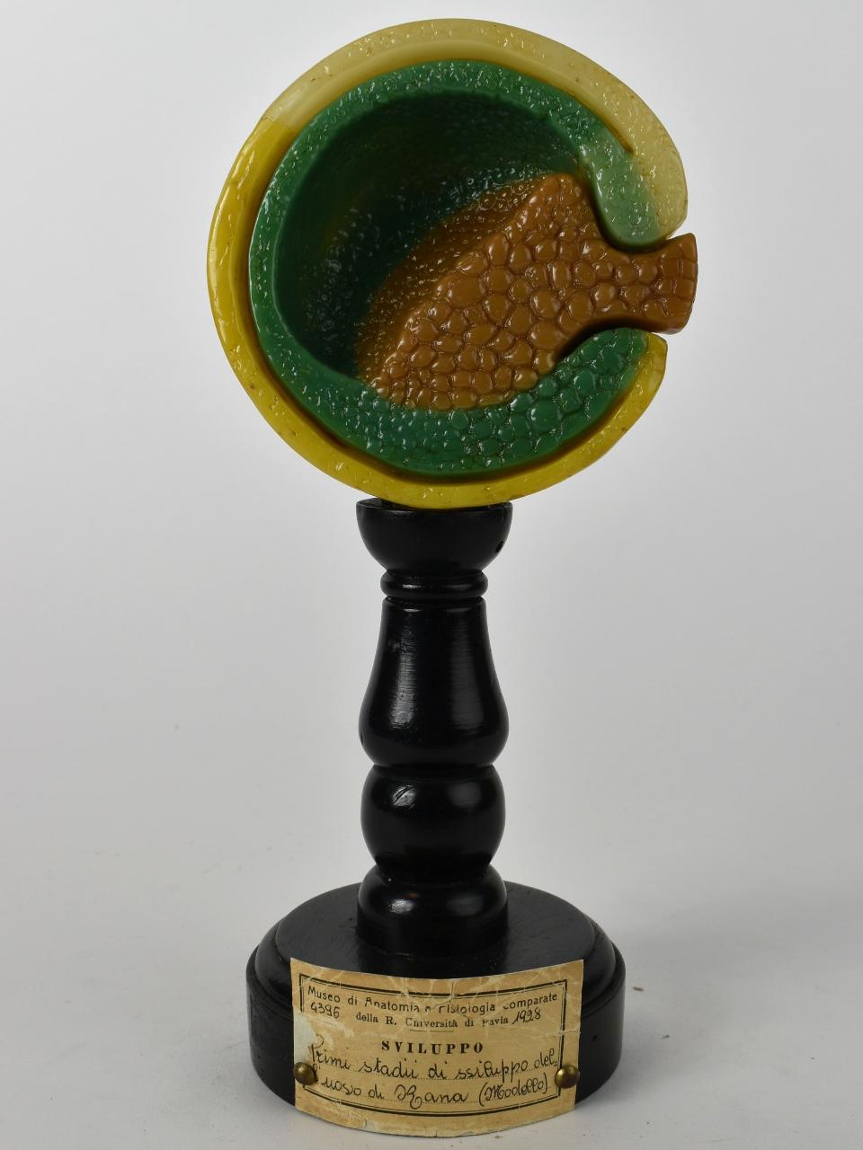 Modello di Maestri, Angelo - produzione ceroplastica ottocentesca-novecentesca (secc. XIX/ XX)