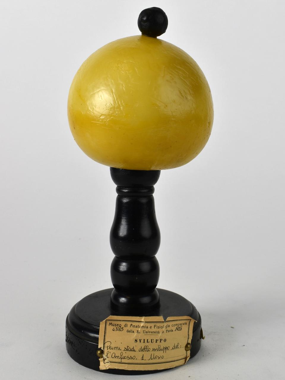 Modello di Maestri, Angelo - produzione ceroplastica ottocentesca (sec. XIX)