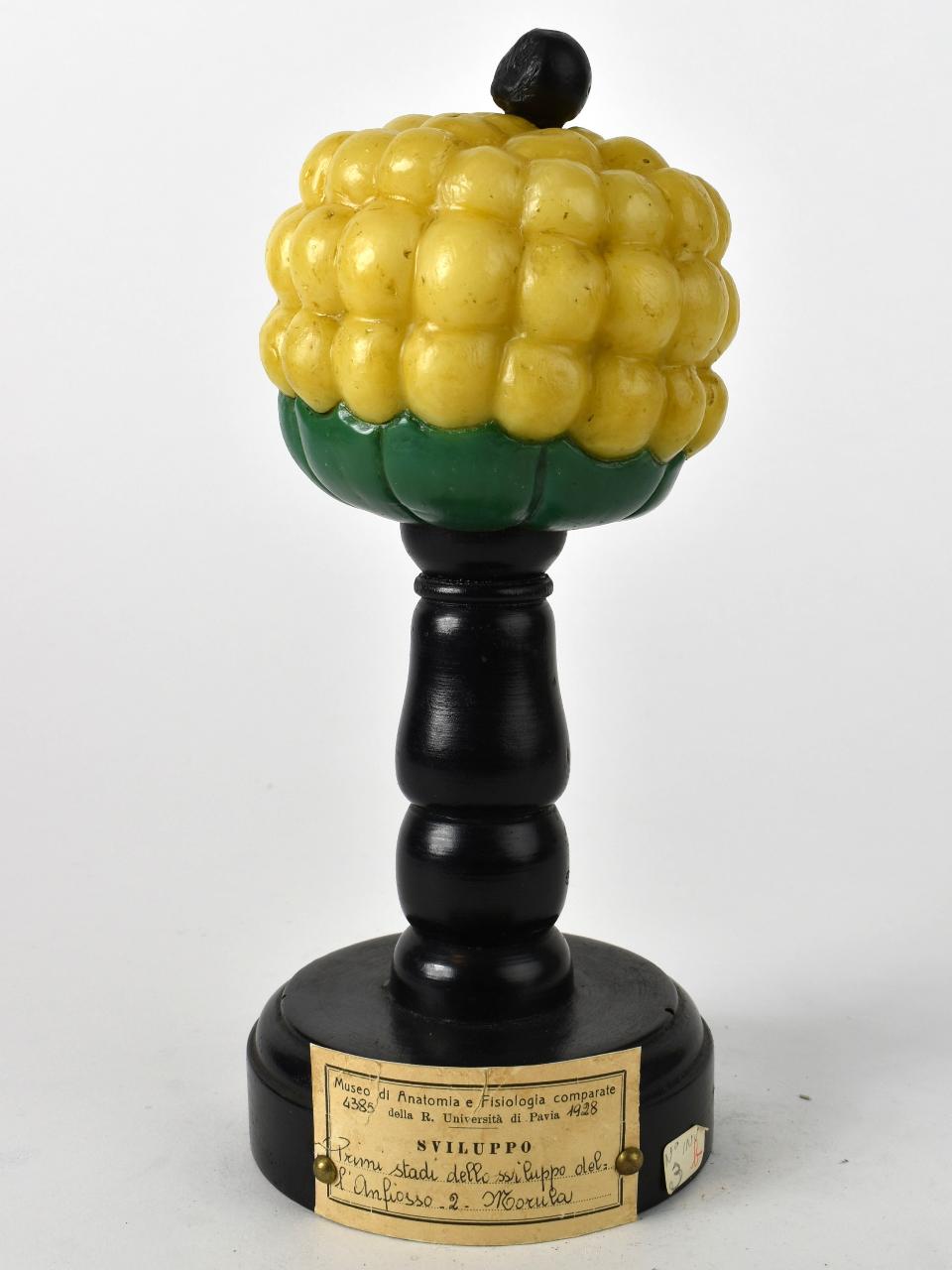 Modello di Maestri, Angelo - produzione ceroplastica ottocentesca (sec. XIX)