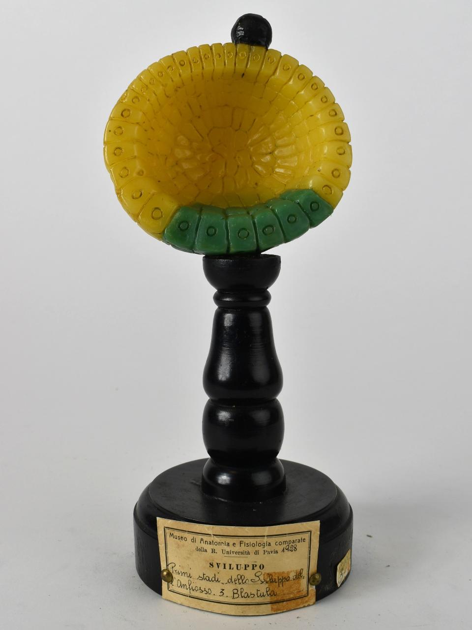 Modello di Maestri, Angelo - produzione ceroplastica ottocentesca (sec. XIX)