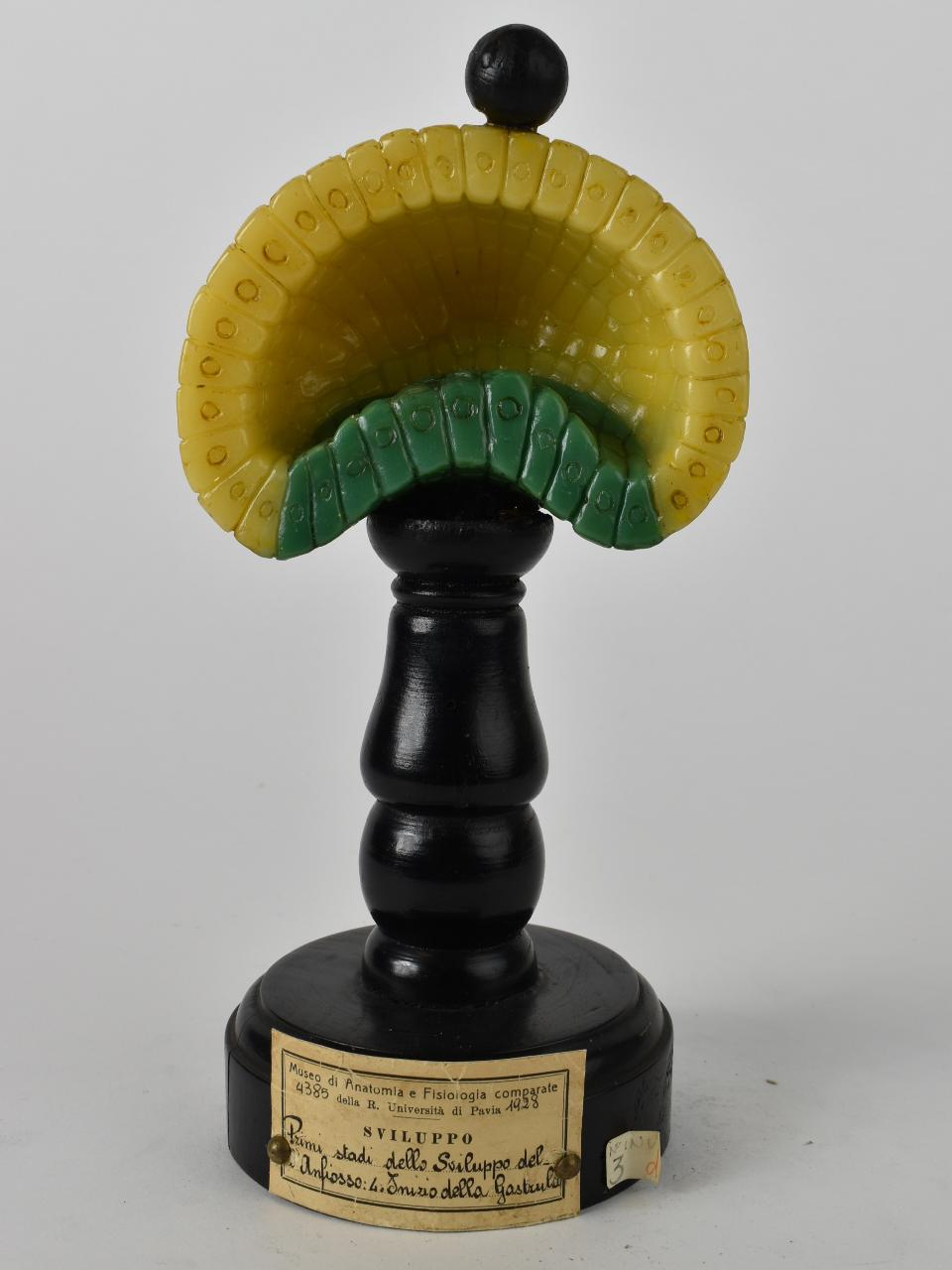 Modello di Maestri, Angelo - produzione ceroplastica ottocentesca (sec. XIX)