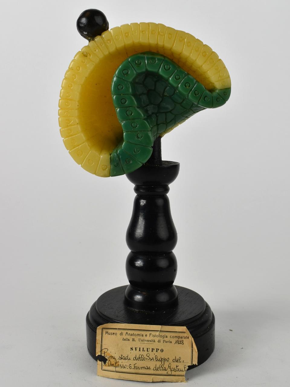 Modello di Maestri, Angelo - produzione ceroplastica ottocentesca (sec. XIX)