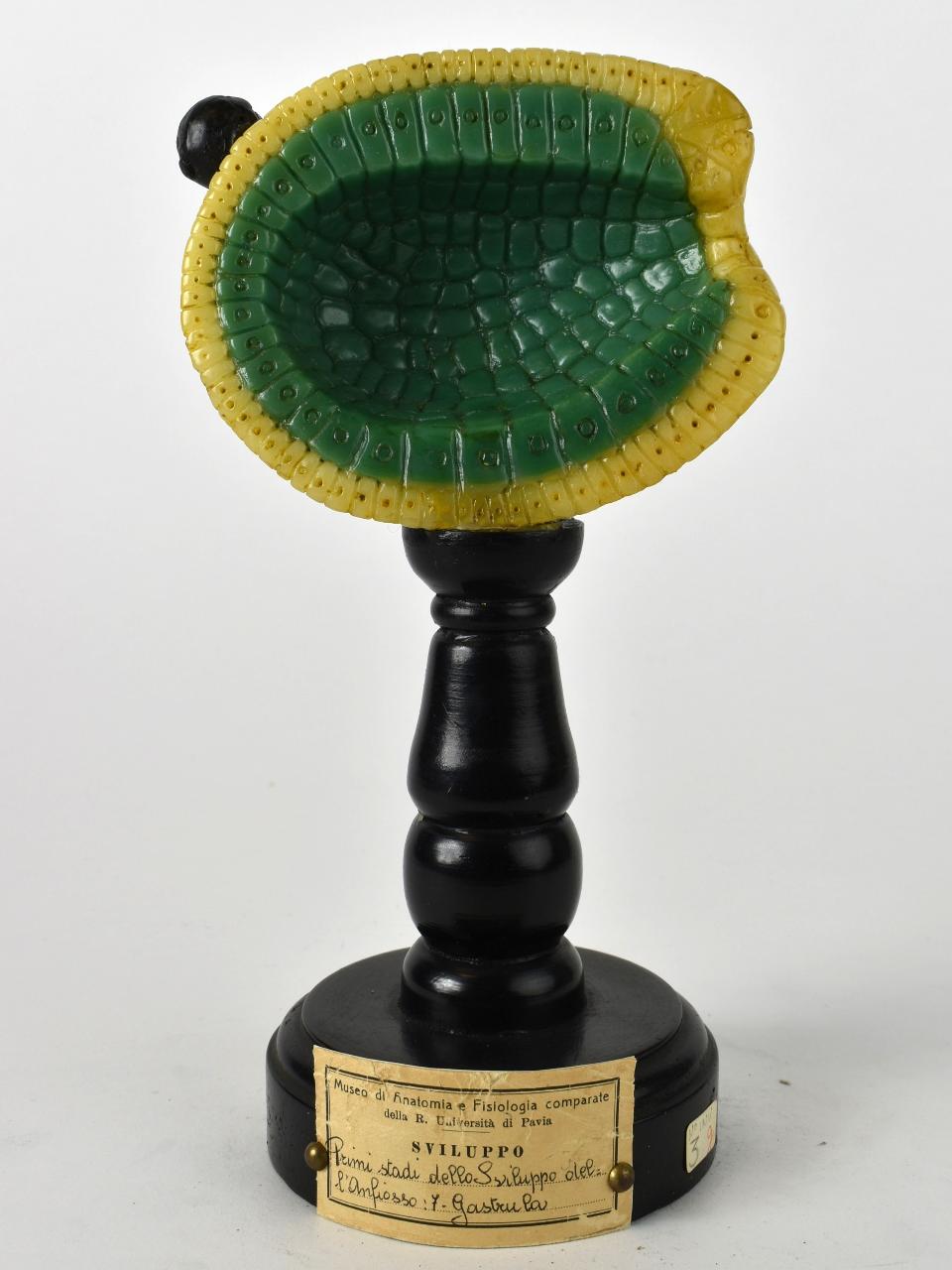 Modello di Maestri, Angelo - produzione ceroplastica ottocentesca (sec. XIX)
